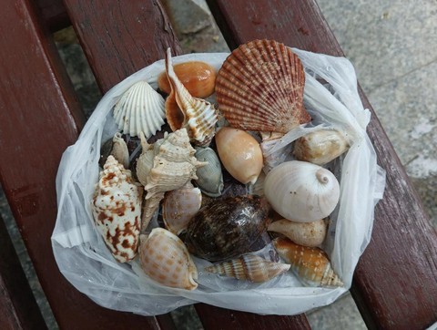 qq炫舞捡贝壳给什么